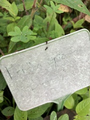 Angiospermae