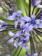 Scilla peruviana