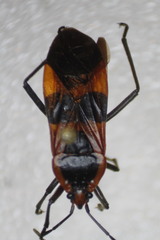 Oncopeltus fasciatus