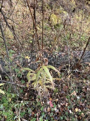 Cirsium serratuloides