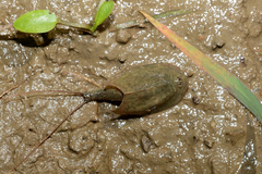Triops cancriformis