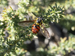Chrysotoxum triarcuatum