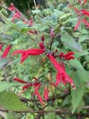 Angiospermae