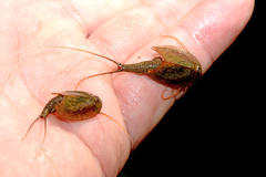 Triops cancriformis