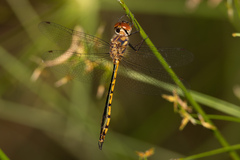 Hemicordulia continentalis