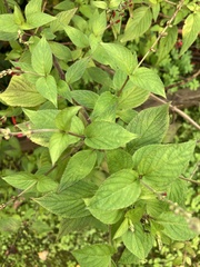 Angiospermae