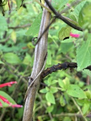 Angiospermae