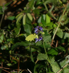 Eurema mandarina