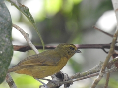 Sphenopsis frontalis