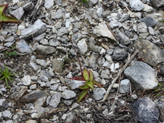 Pinguicula alpina