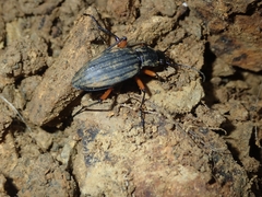Carabus galicianus