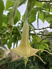 Angiospermae