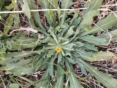 Calendula officinalis