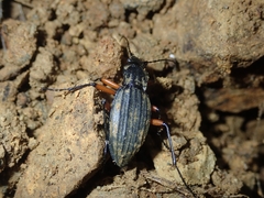 Carabus galicianus