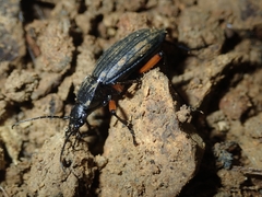 Carabus galicianus