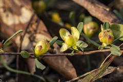 Hibbertia obtusifolia
