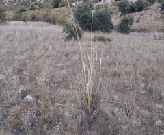 Celtica gigantea