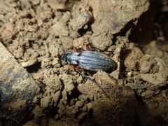 Carabus galicianus