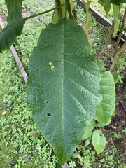 Angiospermae
