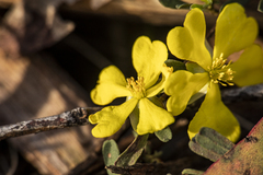 Hibbertia obtusifolia