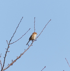 Lanius bucephalus