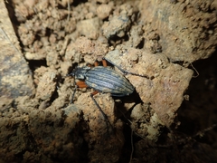 Carabus galicianus