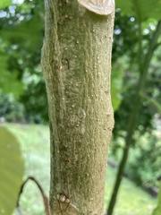Angiospermae