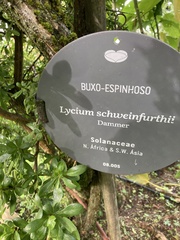 Lycium schweinfurthii