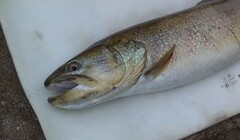 Salmo marmoratus