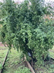 Lycium schweinfurthii