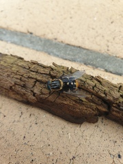 Scaptia auriflua