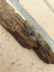 Scaptia auriflua