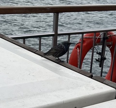 Sturnus vulgaris