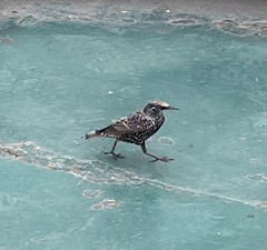 Sturnus vulgaris