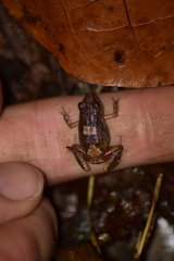 Arthroleptis xenodactyloides