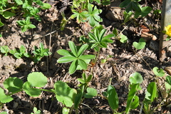 Alchemilla conjuncta