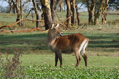 Kobus ellipsiprymnus defassa