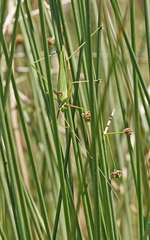 Acrometopa italica