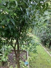 Cocculus laurifolius