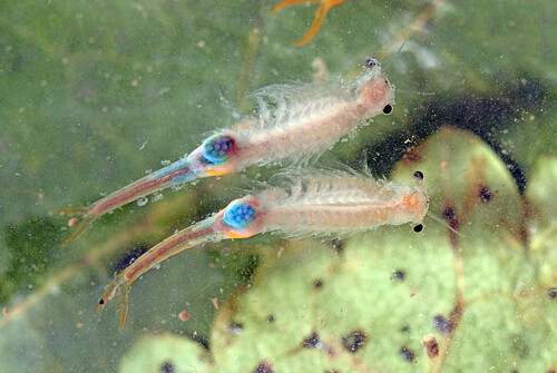 Representative image of Branchipus schaefferi