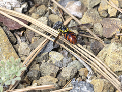 Chrysotoxum triarcuatum