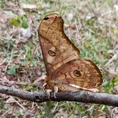 Antheraea