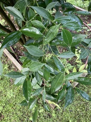 Cocculus laurifolius