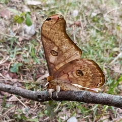 Antheraea