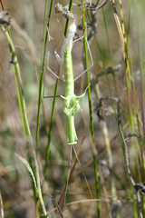 Mantis religiosa