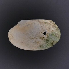 Venerupis galactites