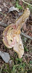 Antheraea