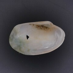 Venerupis galactites