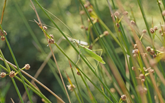 Acrometopa italica