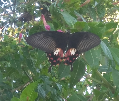 Common Mormon Swallowtail